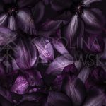 Dark Clematis Print by Karolina Laskowska